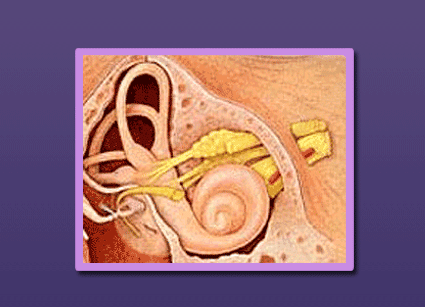The Human Ear ::..... THE INNER EAR